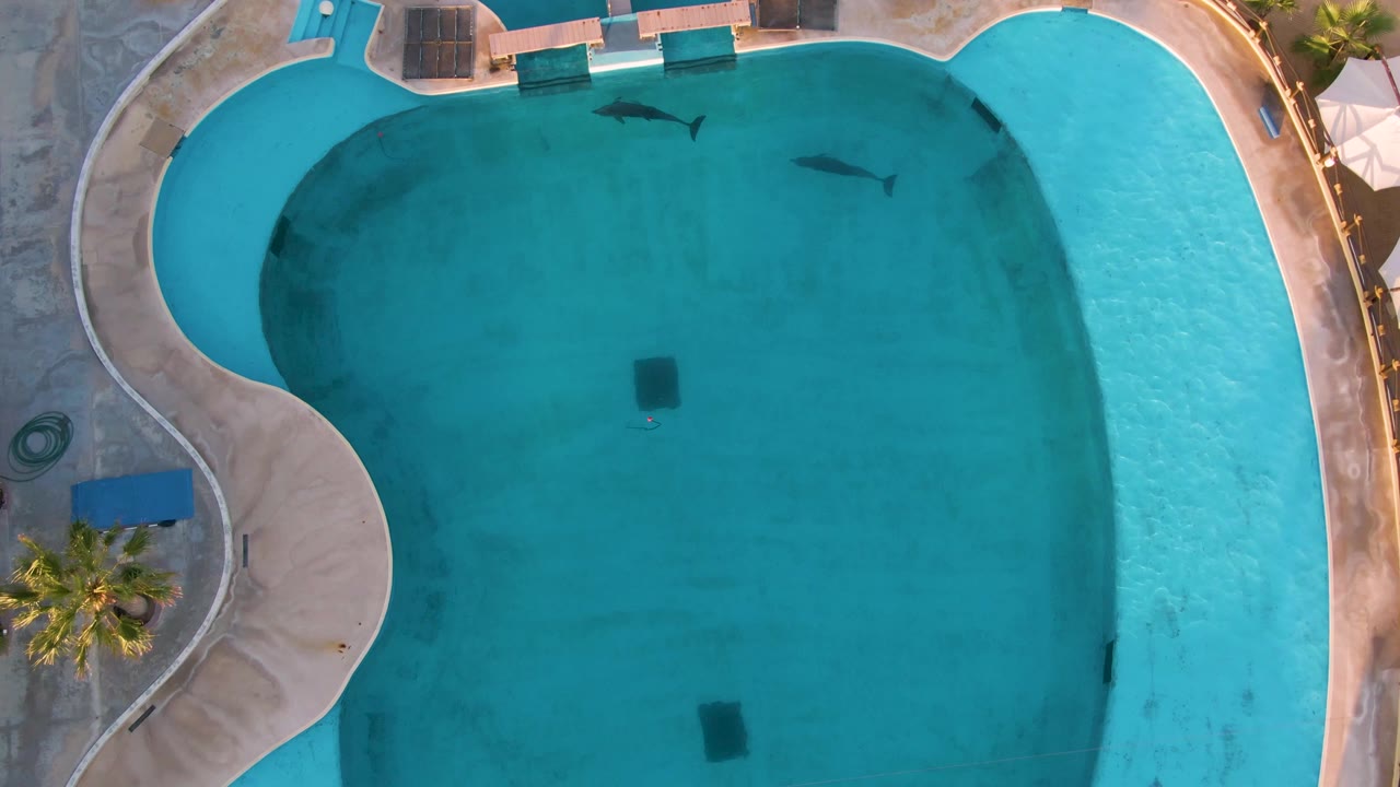 Overhead view of a turquoise swimming pool in San Jose del Cabo with dark fish silhouettes near the upper half, tan patio edges, lounge chairs, and no visible people.