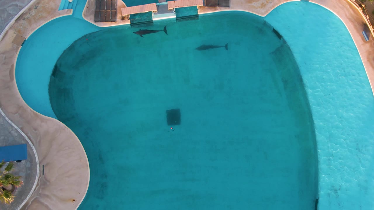 Aerial overhead frame of the San Jose del Cabo pool with one fish near the upper middle, another shadow lower in the water, bright deck curves, and no visible people.