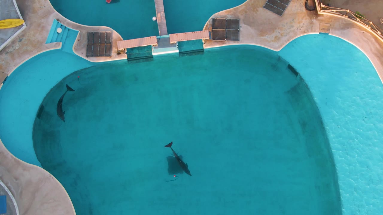 Overhead view in San Jose del Cabo, Mexico with one dolphin tracking along the left pool edge and another dolphin farther right in open water, with no visible people.