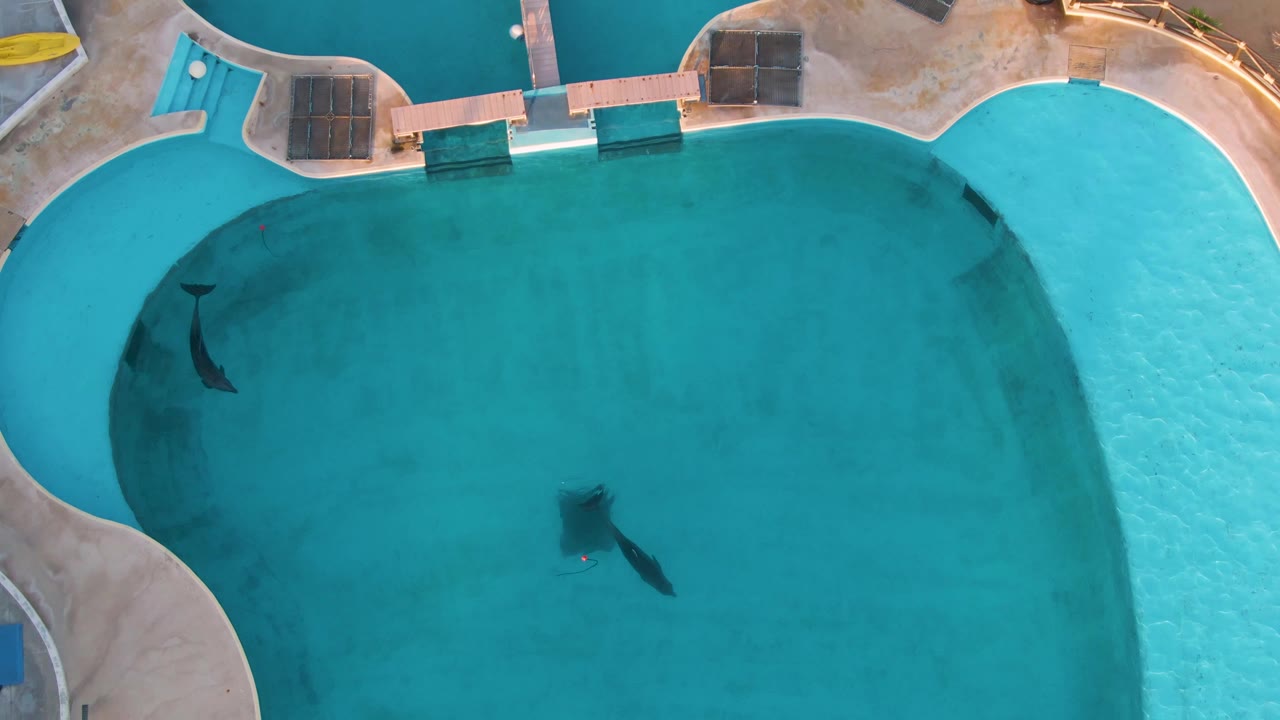 San Jose del Cabo overhead pool frame with a dolphin crossing the middle-right water and a second dolphin near the left wall, plus poolside structures at the top, with no visible people.