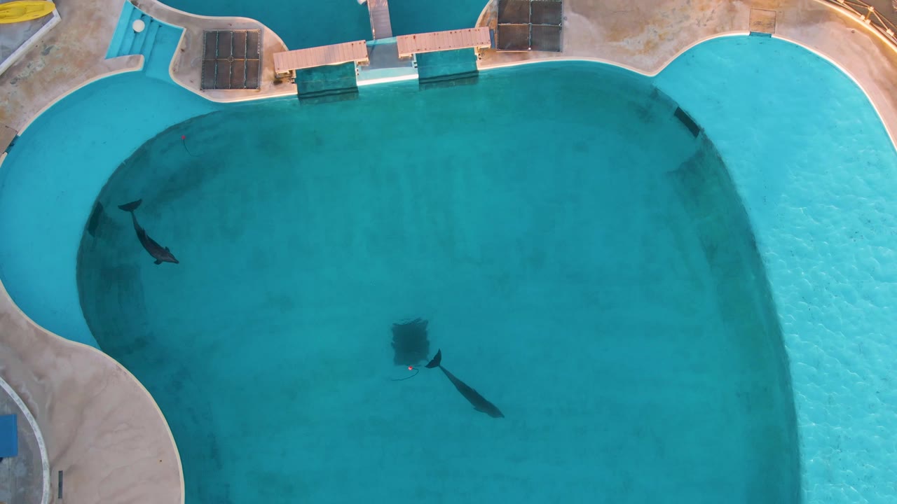 Overhead San Jose del Cabo frame showing one dolphin near the left curve of the pool and another lower in the open water, with a dark rectangular pool feature nearby and no visible people.