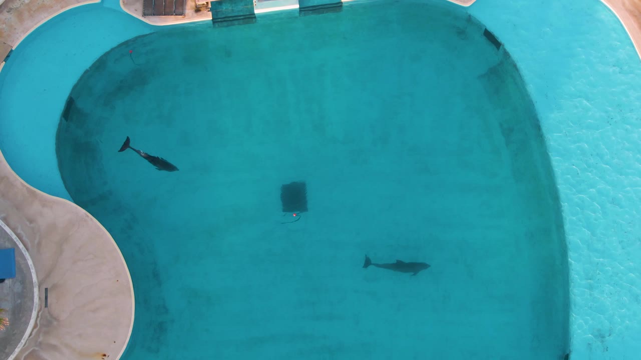 Overhead frame from San Jose Del Cabo showing two fish separated across a clear blue swimming pool, curved concrete edges at left and top, and no visible people.