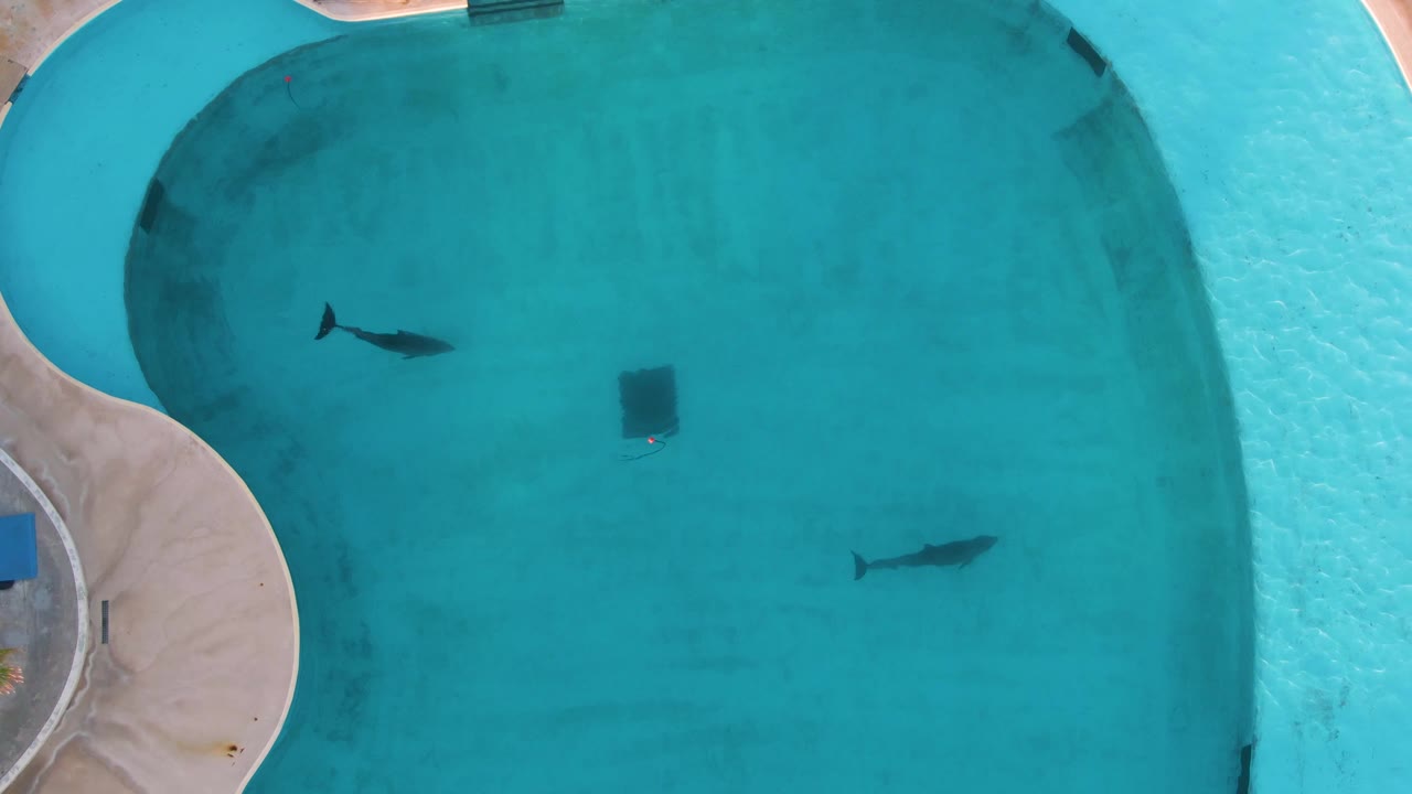 Second overhead frame from San Jose Del Cabo with one fish near the upper left, another nearer the center right, pale concrete pool border, and no visible people.