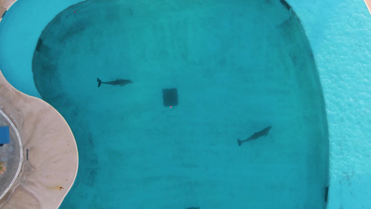 Overhead San Jose Del Cabo pool frame with both fish nearer the upper half of the water, a dark square feature below them, curved concrete edges, and no visible people.
