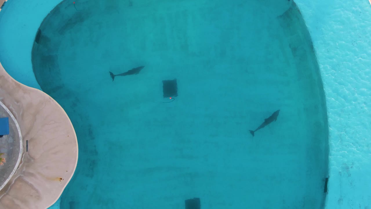 Overhead pool view with one fish near left center and another near the lower right.