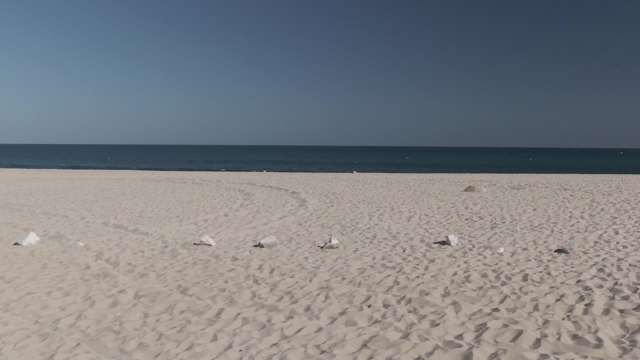 Costa Azul Los Cabos sand fills the foreground with a few white seagulls spaced across the midground, dark blue ocean behind them, and no visible people.