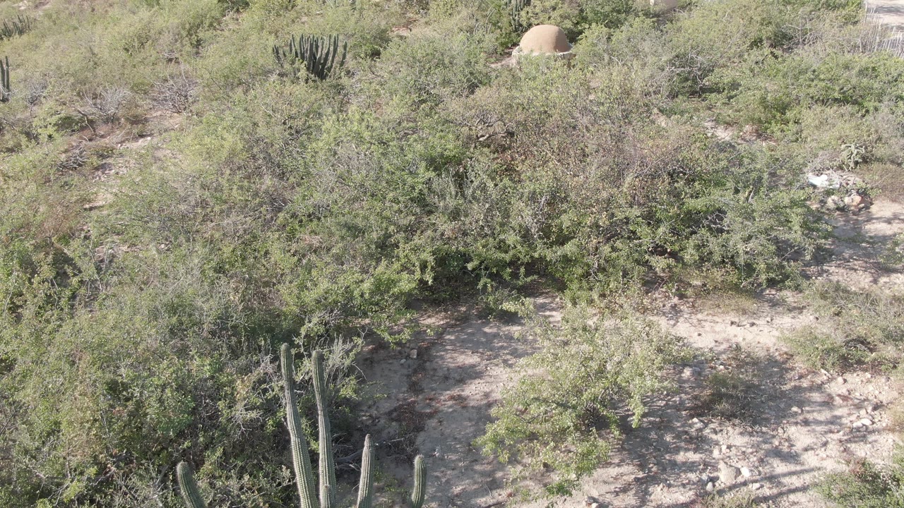 Cabo Pulmo desert shrubland seen from above with tall cacti at the lower edge, pale sandy ground, scattered rocks, and no visible people.