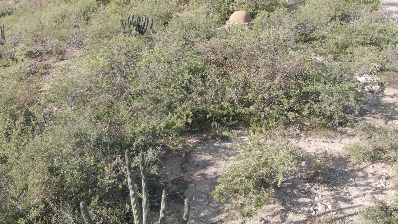 Cabo Pulmo shrubland fills the frame with green-gray bushes, columnar cacti near the bottom, pale dirt patches, and no visible people.