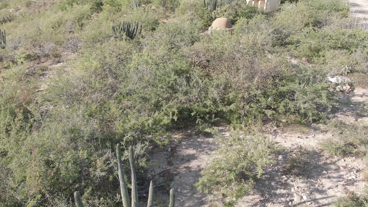 Cabo Pulmo desert vegetation continues across the frame, with a small sandy clearing, darker shrub shadows, cactus stems, and no visible people.