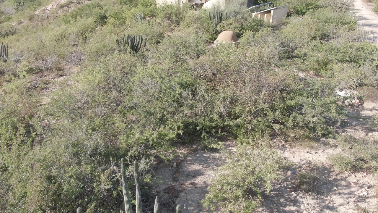 Desert scrub with a small tan dome-like structure in the background
