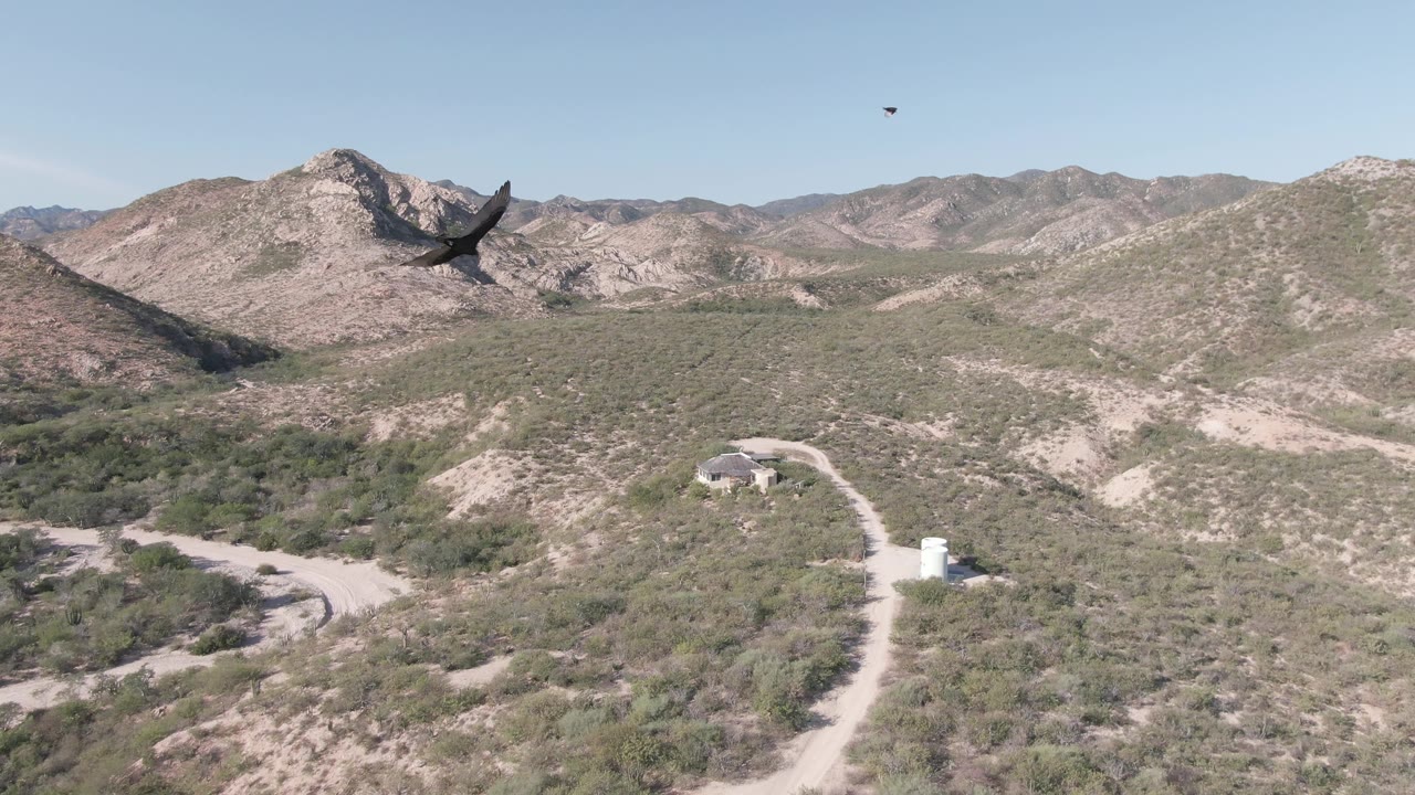At 0:01, the eagle is farther across the sky above Cabo Pulmo hills, with a dirt road curving past a small building and white cylindrical structure below, and no visible people.