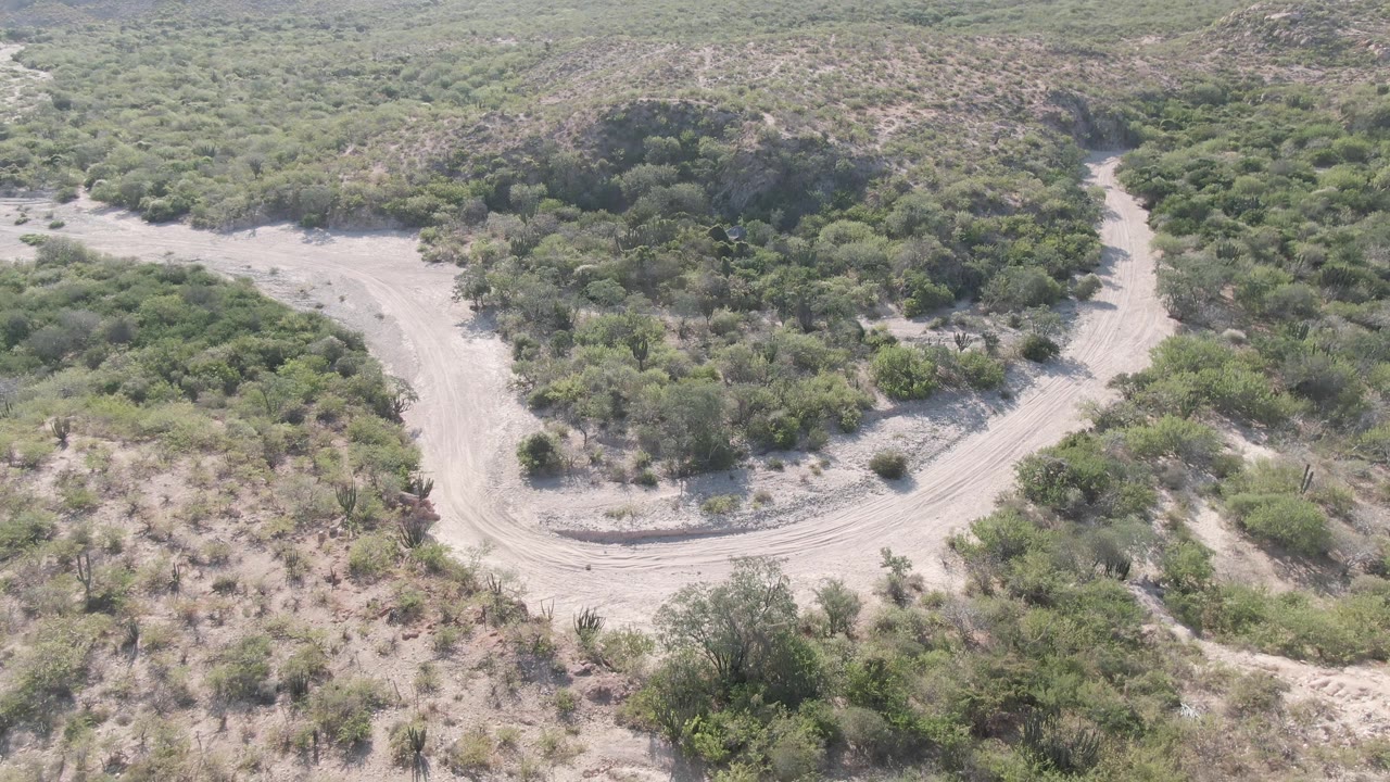High drone frame over Cabo Pulmo with the road's curve centered between dense green shrub patches and sandy dry soil, with no visible people.