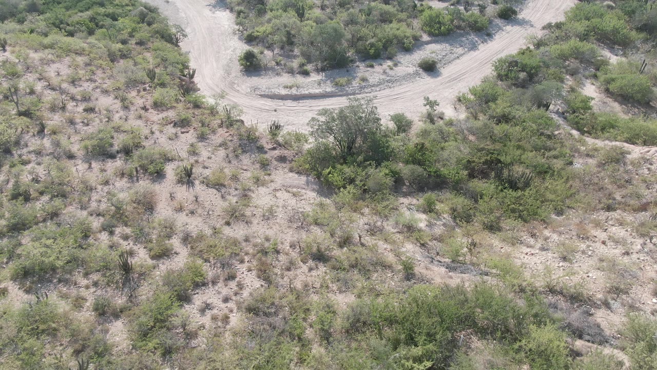 Aerial Cabo Pulmo frame with sandy road curves near the top and low green bushes spread across pale dry ground, with no visible people.