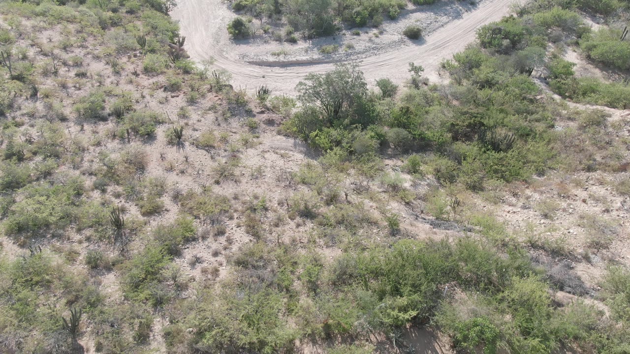 Cabo Pulmo scrubland seen from above, with the dirt road receding toward the upper edge and denser green bushes in the midframe, with no visible people.