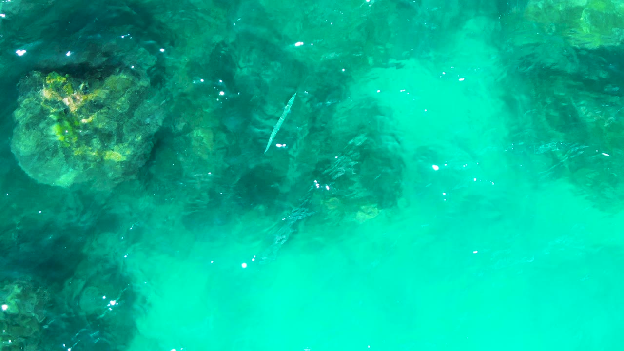 Top-down view of clear turquoise water at Punta Buzzards, Baja California Sur, with submerged dark rocks, seaweed patches, bright surface glints, and no visible people.