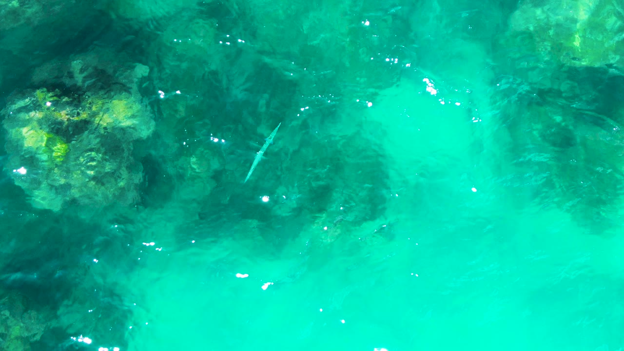 Small pale fish near rocks in clear turquoise water.