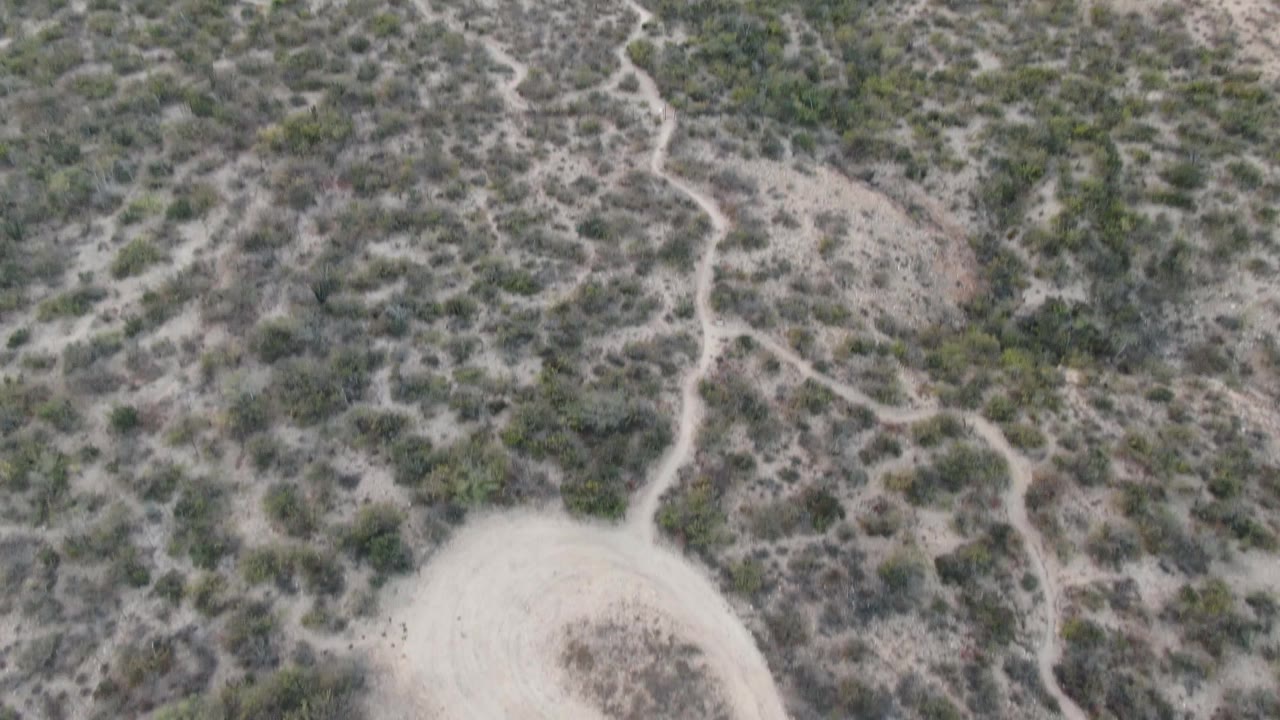 Top-down aerial frame over Cabo Pulmo scrubland, with pale foot trails, scattered shrubs, and the upper curve of a sandy dirt road, no visible people.