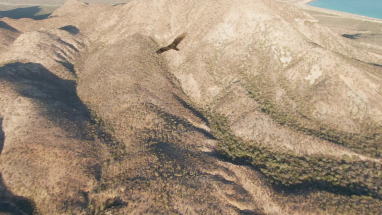 Bird of prey flying over rocky mountain ridges near the coast.
