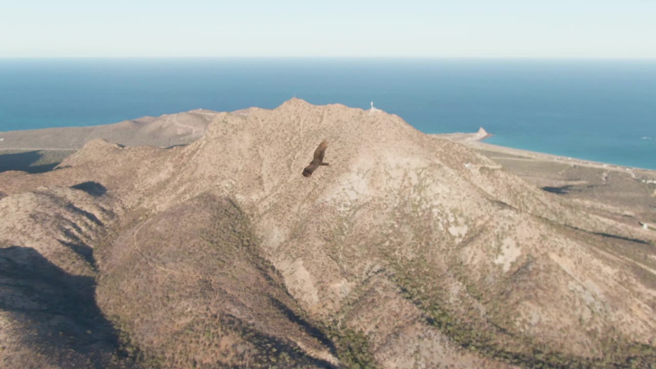 A large bird of prey flies across Cabo Pulmo mountain ridges with the blue ocean and pale sky behind the peaks, and no visible people.