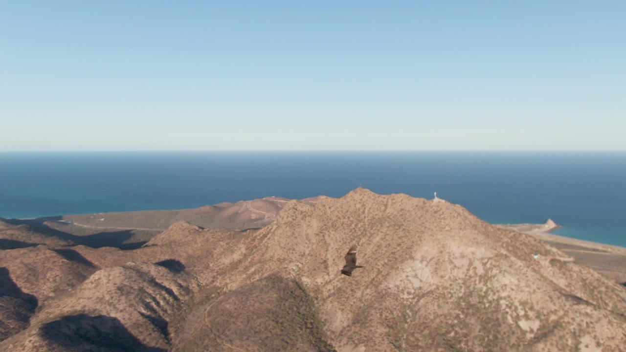 The raptor is centered over a bright Cabo Pulmo ridge while the ocean horizon runs across the background and no visible people appear in frame.