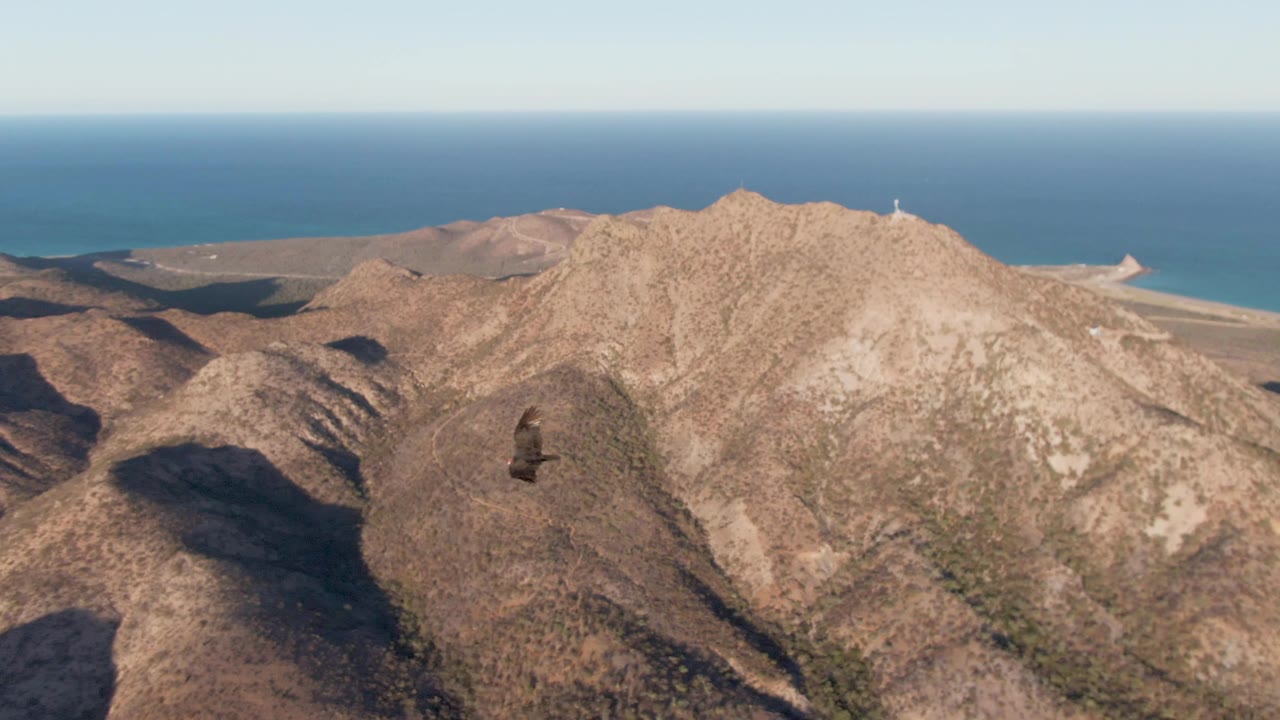 A bird of prey glides lower over Cabo Pulmo's dry ridges, with a distant shoreline and blue water beyond the tan peaks, and no visible people.