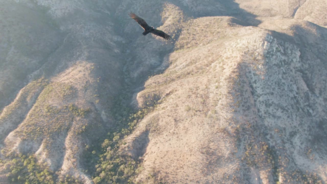 Large dark bird above dry rocky mountain ridges