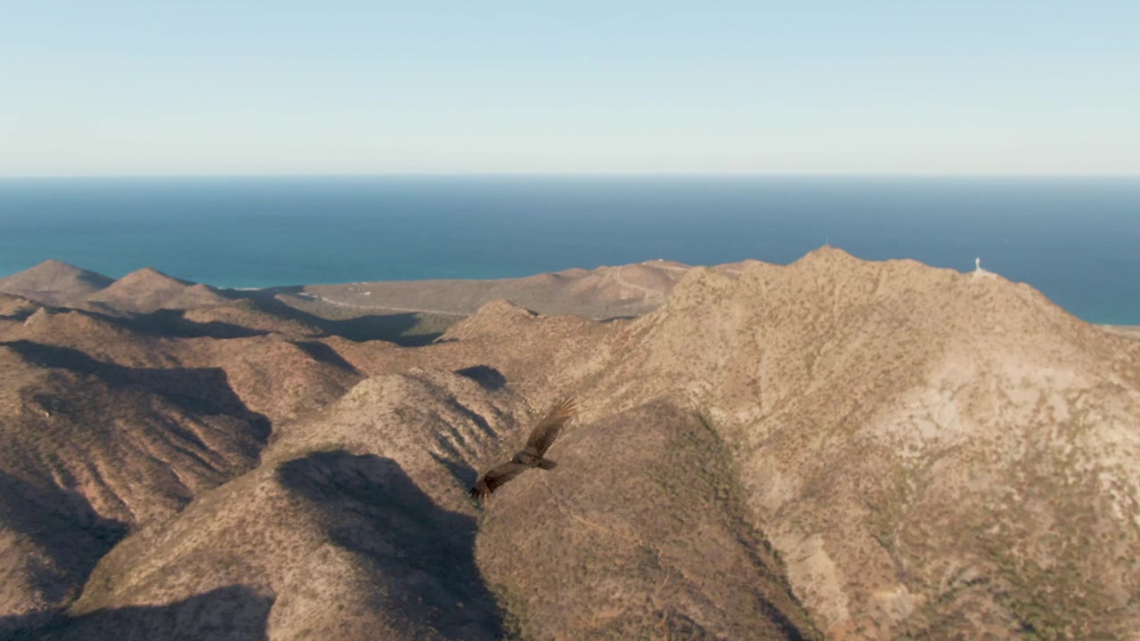 The bird appears lower and smaller over layered Cabo Pulmo ridges, with the ocean horizon behind them and no visible people.