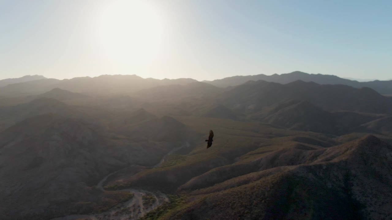 The eagle appears lower in the frame over Cabo Pulmo mountain ridges, with bright backlight, shadowed hills, pale road cuts, and no visible people.