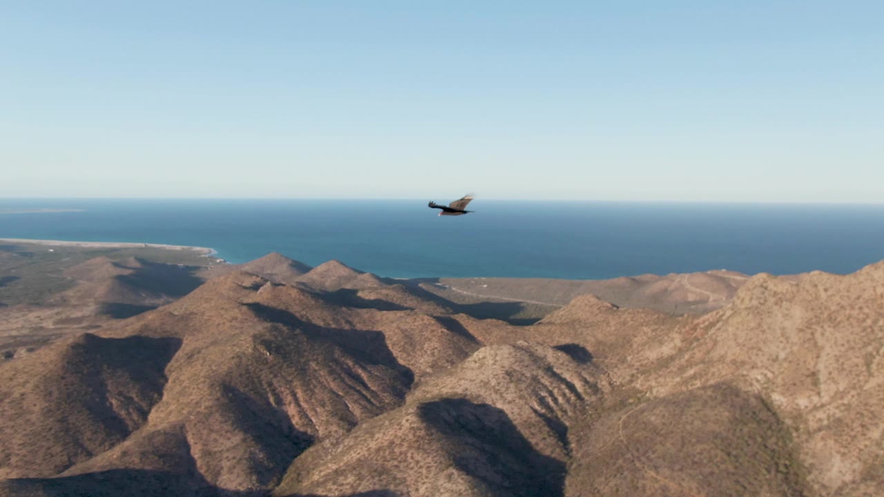 Eagle over coastal desert mountains and distant ocean