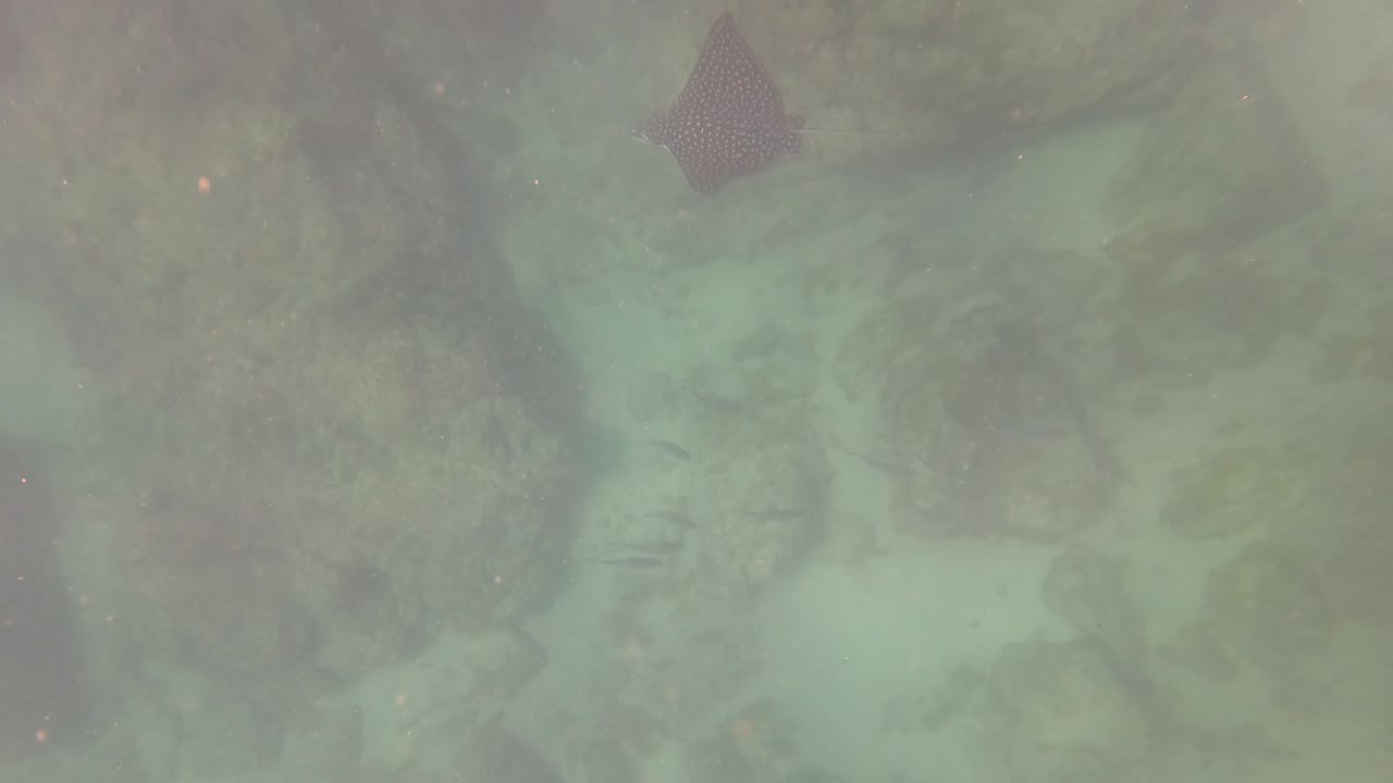 Spotted ray near underwater rocks in green-blue water