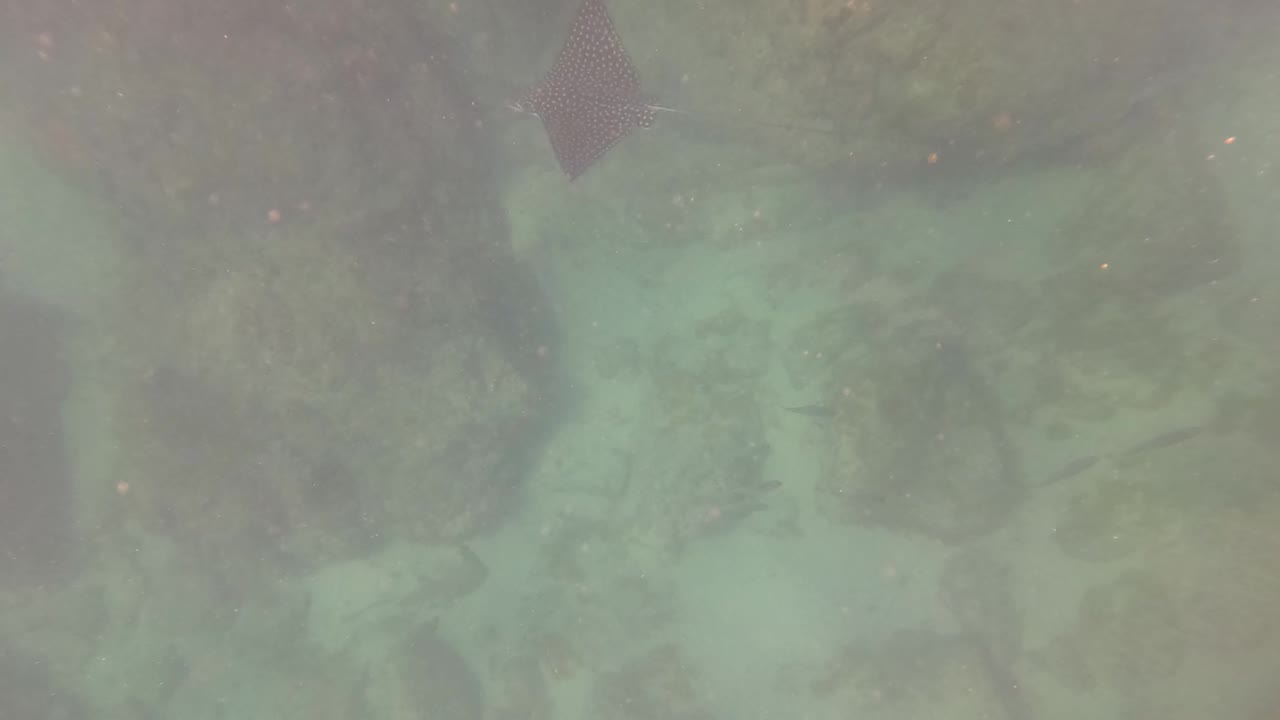 The San Jose del Cabo seabed fills the frame with pale rocks and hazy turquoise water, while part of the spotted ray remains near the upper edge and no people are visible.