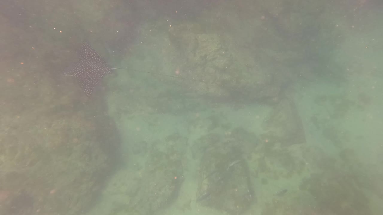 A darker spotted ray shape is visible along the upper portion of the San Jose del Cabo underwater view, with large rocks below and no visible people.