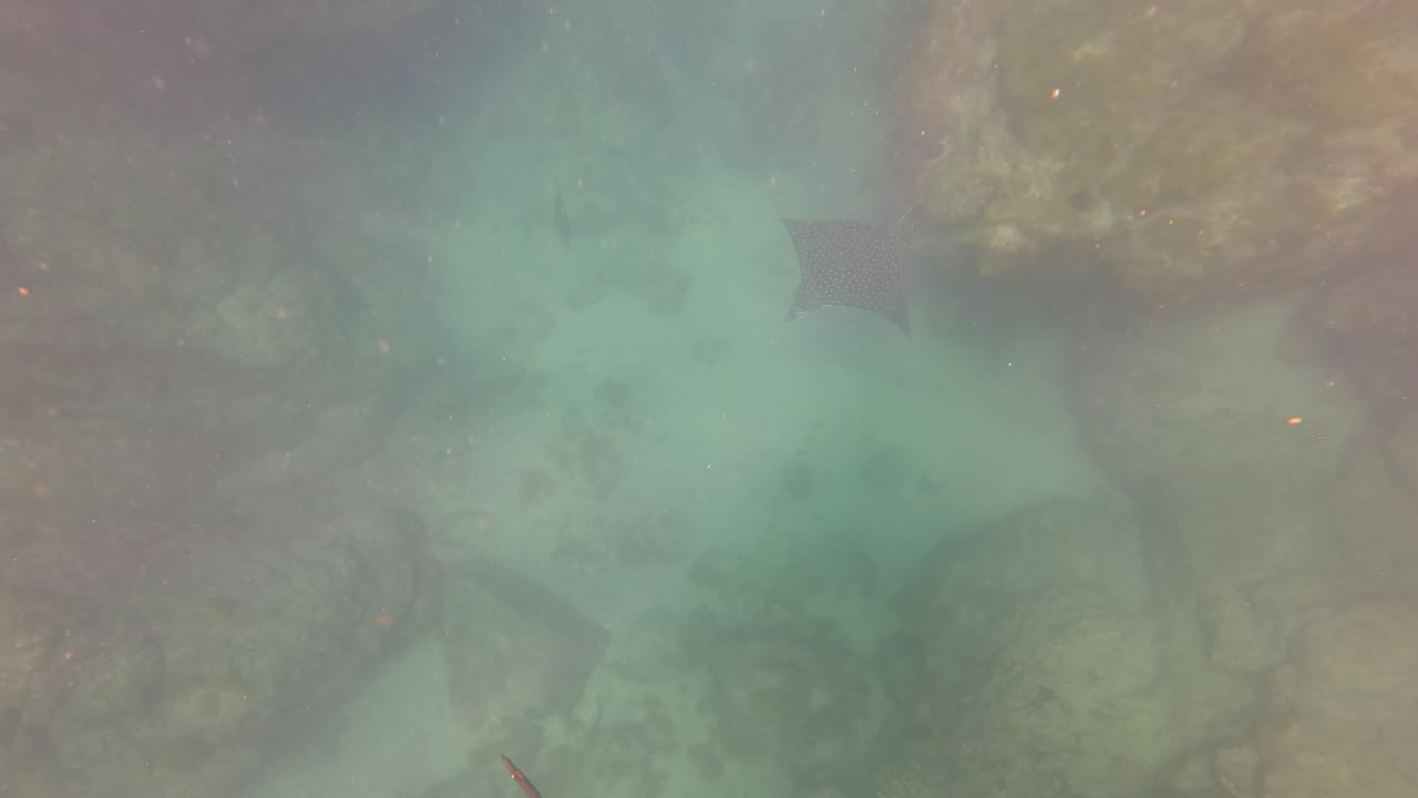 A stingray crosses the upper left area above a rocky seabed in San Jose del Cabo, Baja California Sur, with clear green-blue water and no visible people.