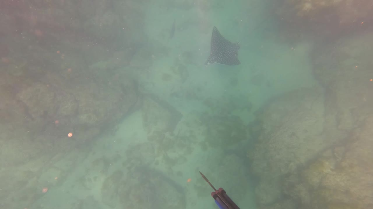 Spear gun tip near the lower edge as a stingray moves over rocks.
