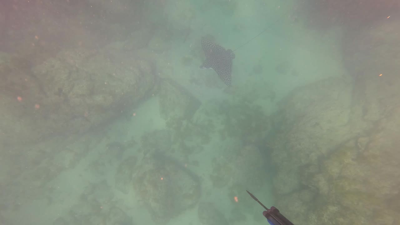 A stingray moves toward the upper right over rocks and sand in San Jose del Cabo, while the spear gun remains at the lower edge and no people are visible.