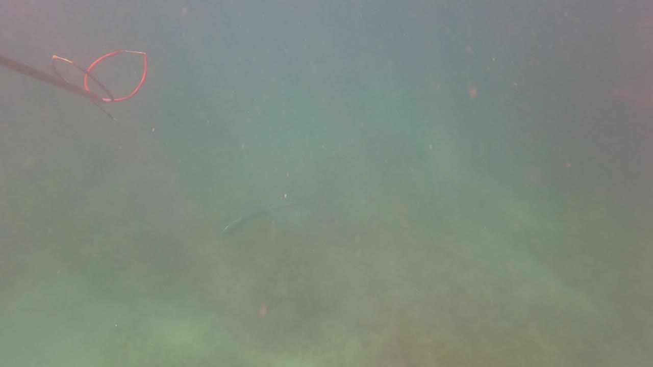 Speargun enters murky underwater frame from the left