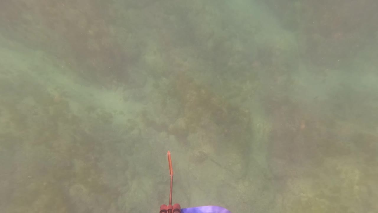 Speargun tips and a purple band enter the lower frame over green-blue water and rocky seabed in San Jose del Cabo, with no visible people.