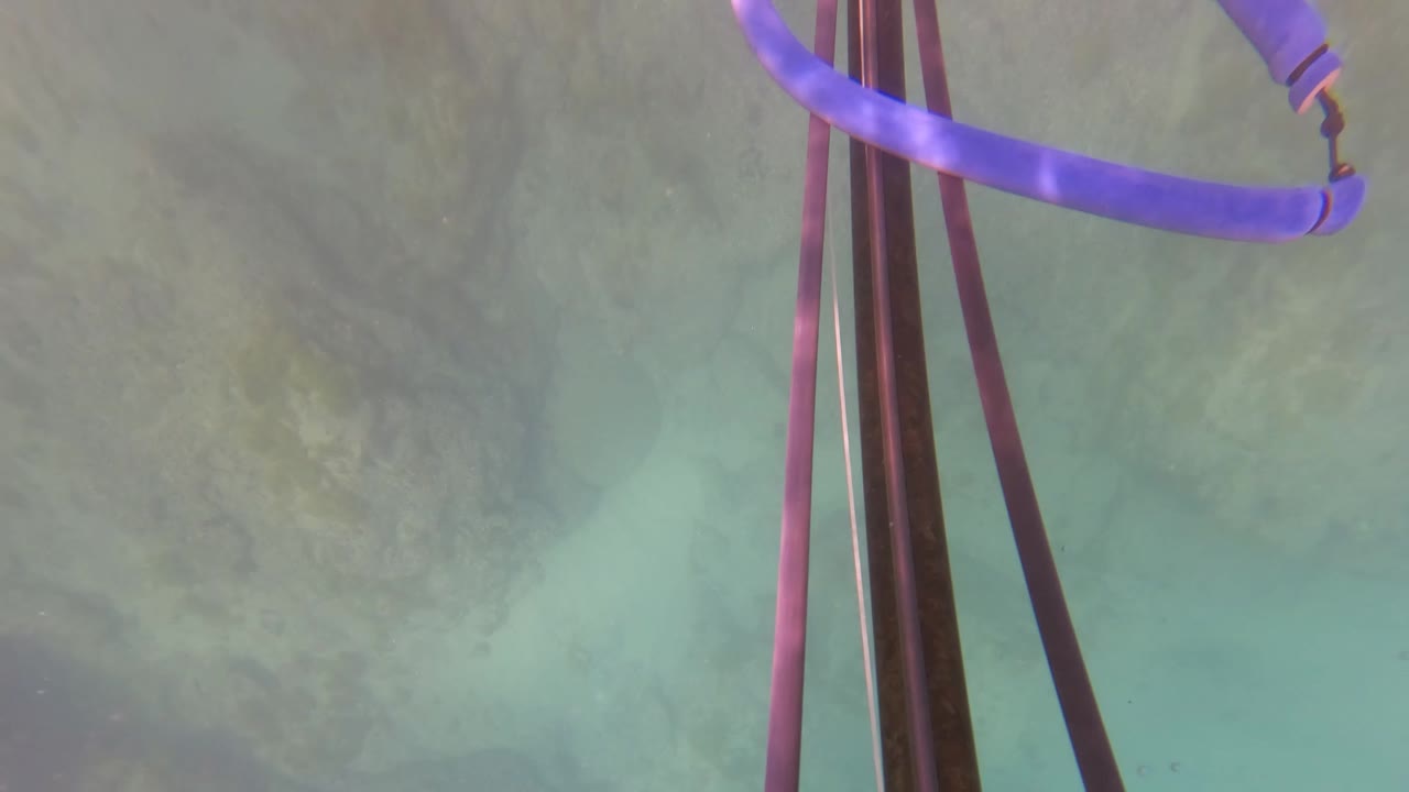 Dark speargun shafts and a purple band sit along the right side of the frame against green-blue water and seabed texture in San Jose del Cabo, with no visible people.