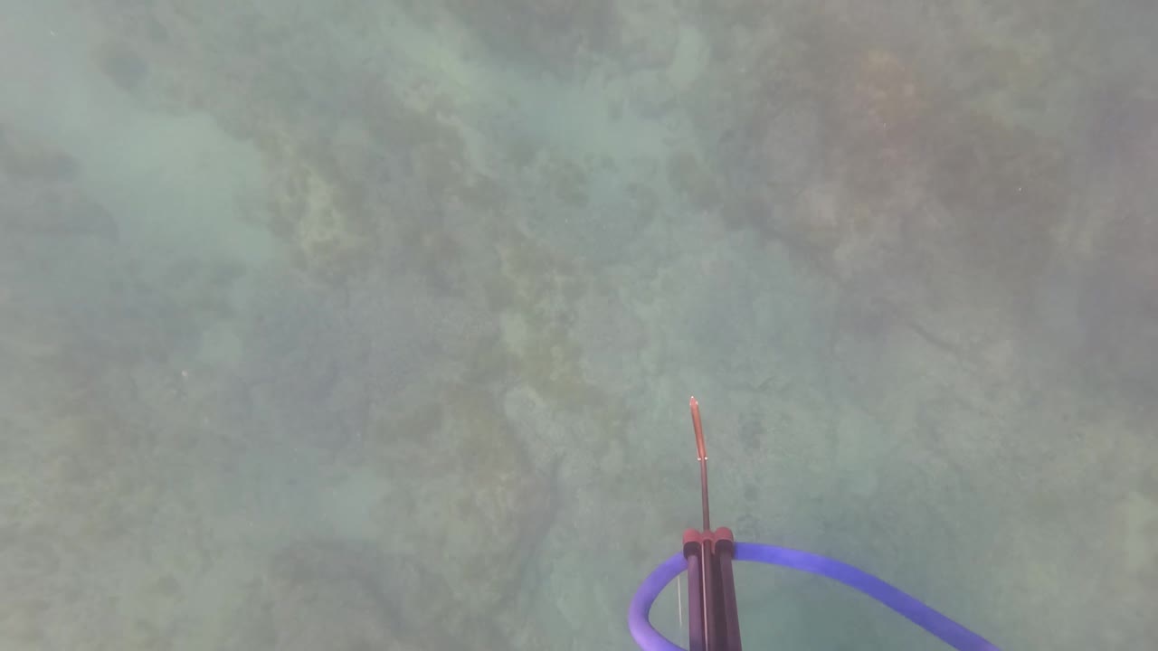 Speargun tip and purple band near the lower left in clear water.