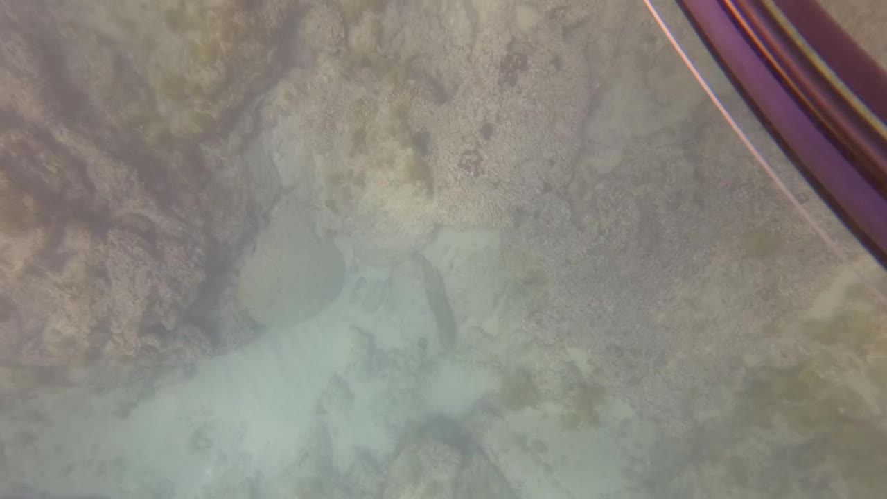 Clear underwater frame in San Jose Del Cabo showing pale sand, darker rock patches, and seaweed textures across the ocean floor with no speargun centered.