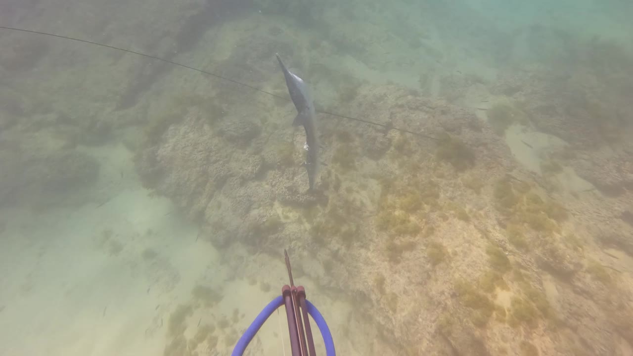 A long silver fish is visible near a thin spear line over the rocky sandy seabed in San Jose Del Cabo, with part of the speargun at the bottom edge.