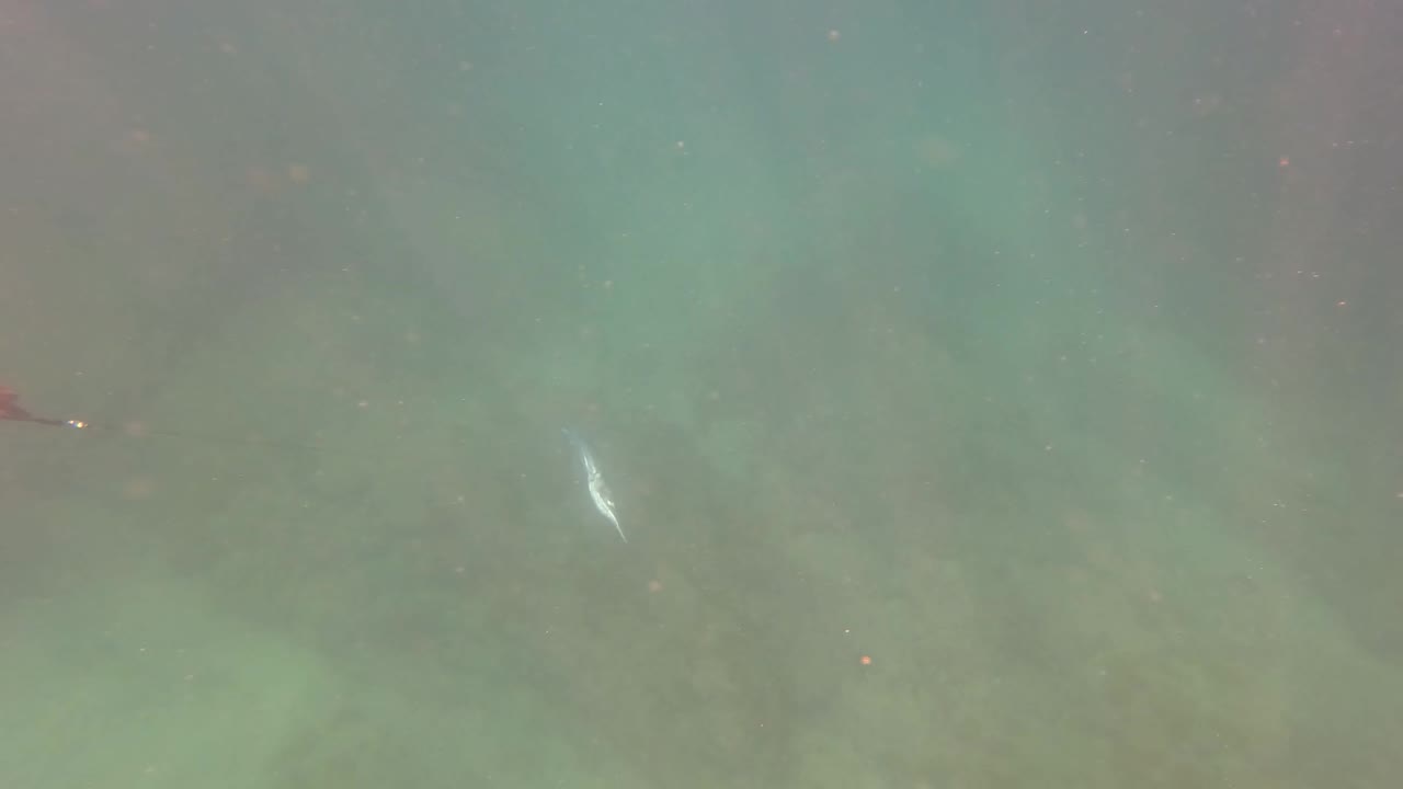 At 0:00 in San Jose Del Cabo, a small silver fish appears in green-blue water above a rocky seabed with no visible people.
