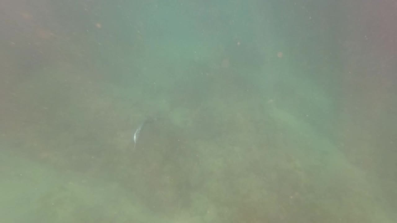 At 0:01 in San Jose Del Cabo, the small fish remains in hazy green water over marine growth, with no visible people in the frame.