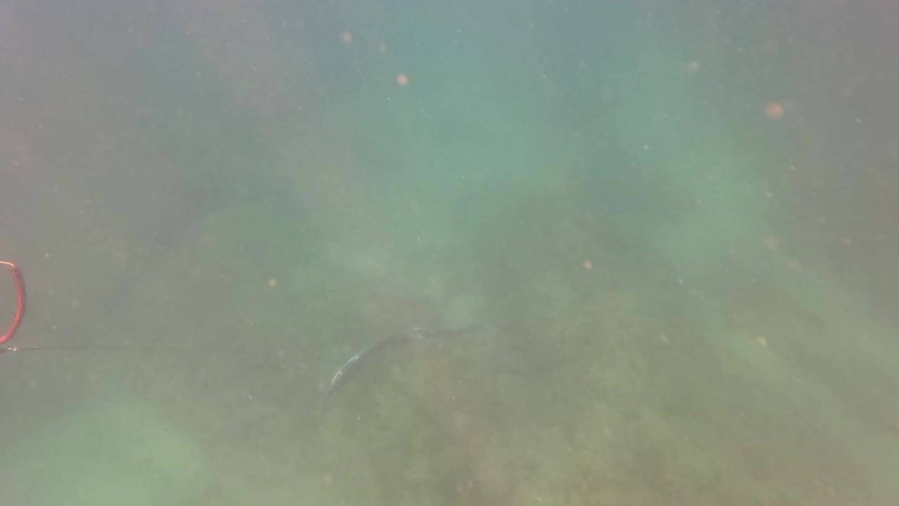 At 0:02 in San Jose Del Cabo, a small fish is visible near the upper water column while a red-tipped piece of spearfishing gear appears at the right, with no visible people.