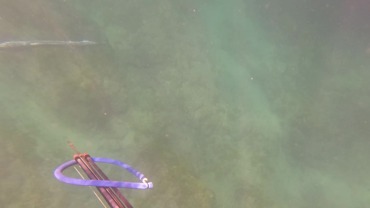 Spearfishing device with blue ring enters underwater frame