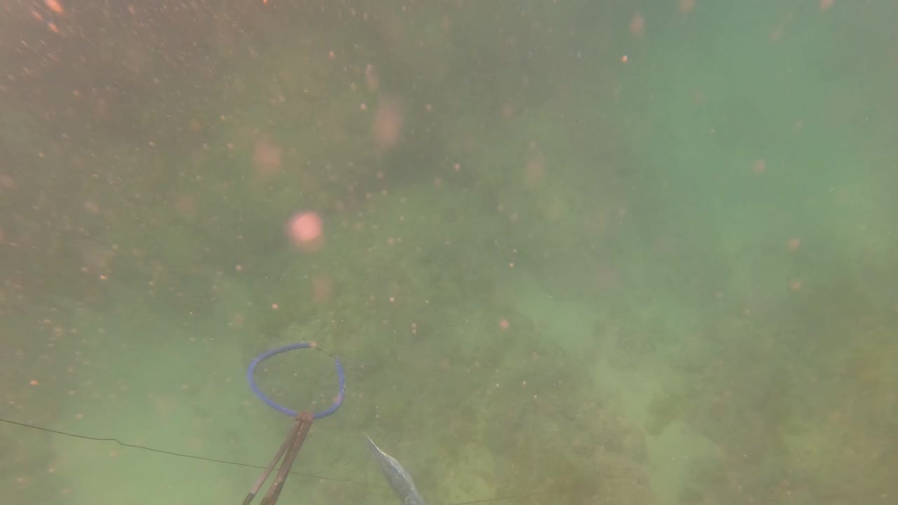 Green underwater water column near San Jose del Cabo with suspended particles, a faint line, and a blue fishing hook or ring entering at the lower right with no visible people.