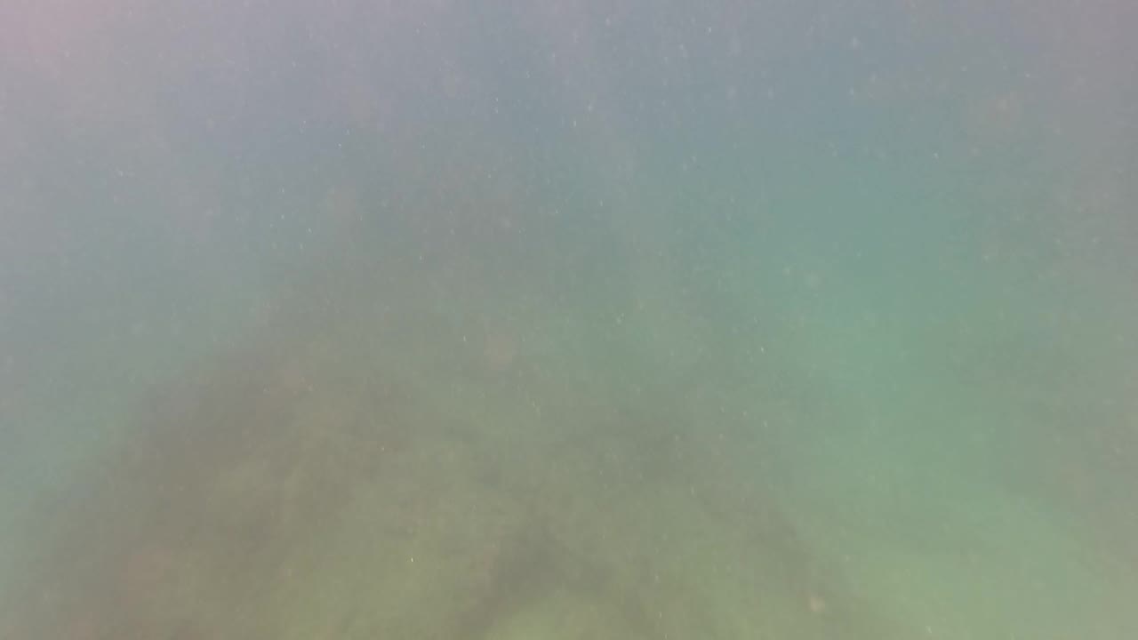 Green murky water in San Jose del Cabo, Mexico, with darker submerged rock shapes across the lower frame and no visible people.