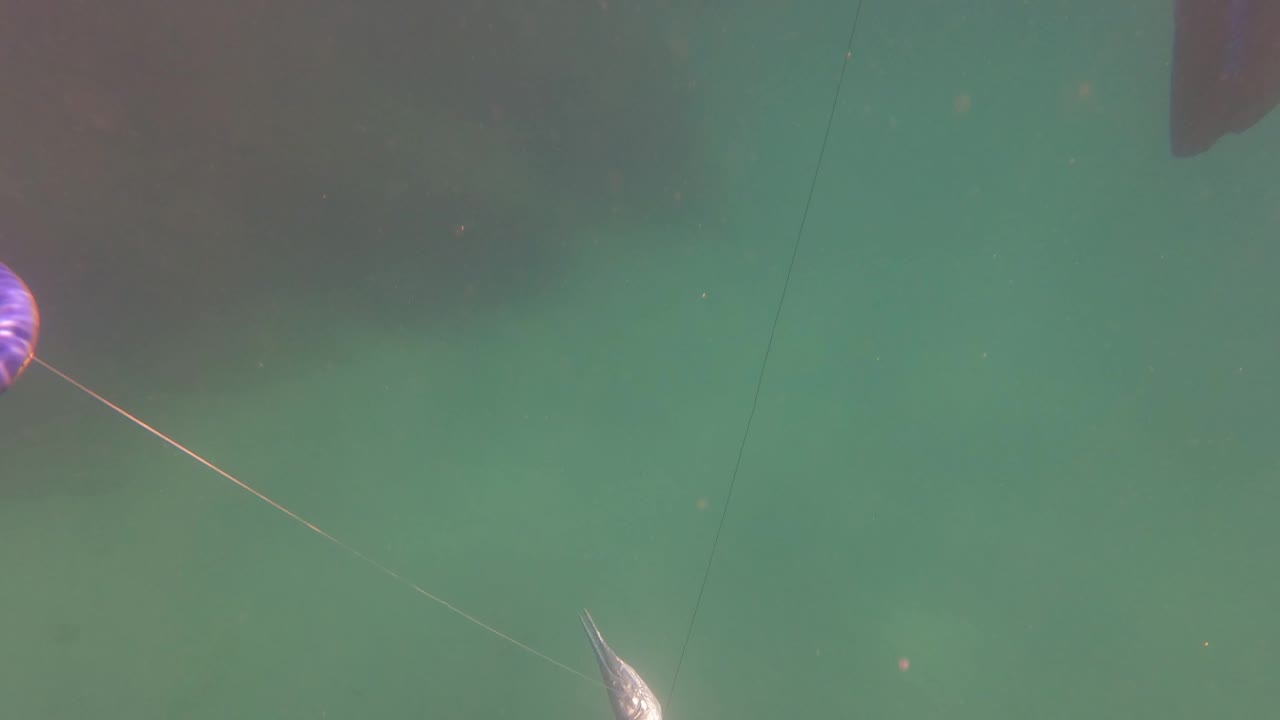 A blue-gloved hand enters from the left while a line leads to a small silver fish below in green water in San Jose del Cabo, Mexico, with no visible people.