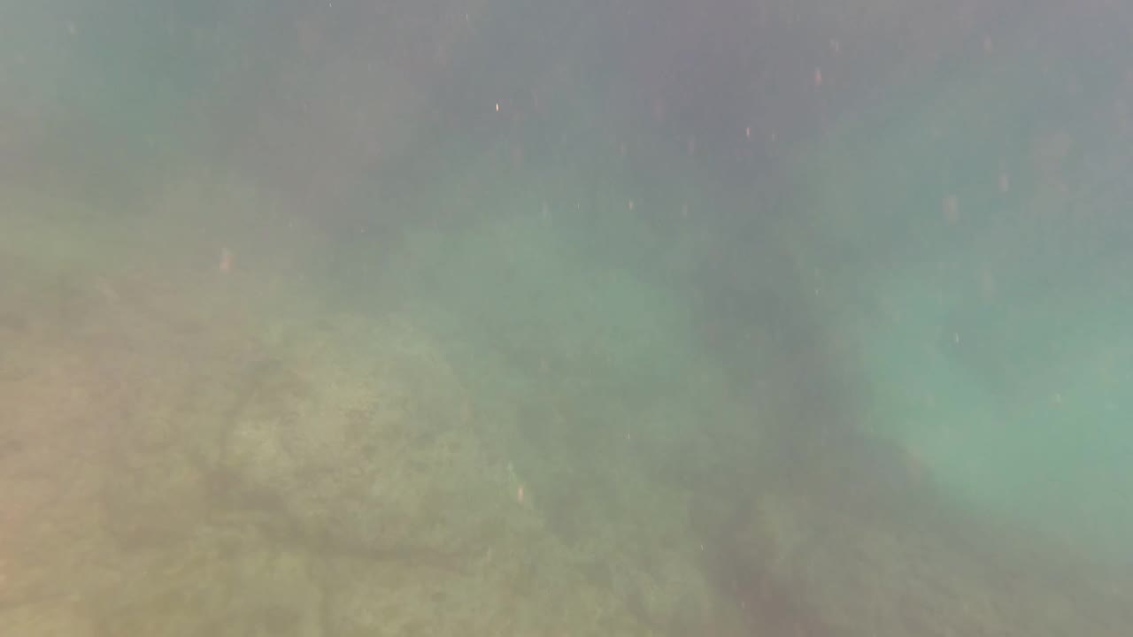 A large fish shape appears in murky green water near the rocky bottom in San Jose Del Cabo, with particles suspended in the frame and no visible people.