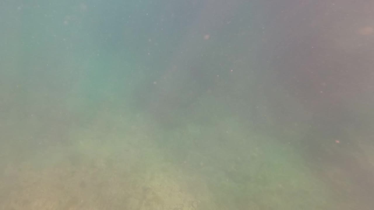 A darker fish form crosses the murky San Jose Del Cabo underwater scene, with muted turquoise water, a pale rocky bottom, and no visible people.